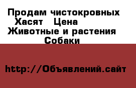 Продам чистокровных  Хасят › Цена ­ 5 000 -  Животные и растения » Собаки   